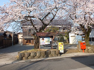 sakura