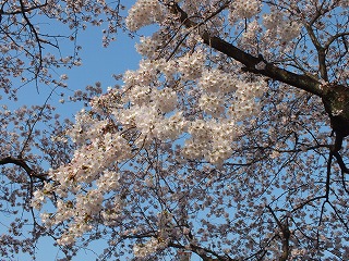 sakura