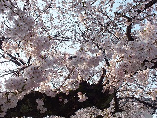 sakura