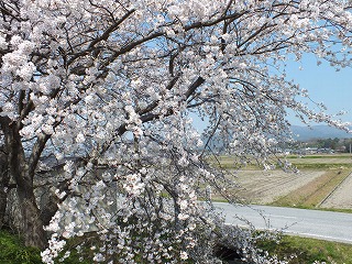 sakura