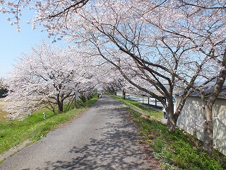 sakura