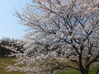 sakura