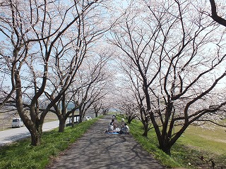 sakura