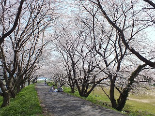 sakura