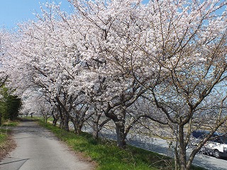 sakura