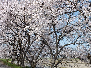 sakura