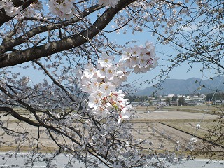 sakura