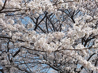 sakura