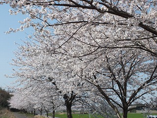 sakura