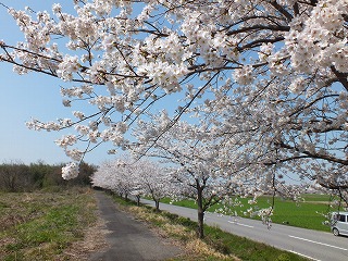 sakura