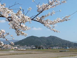 sakura