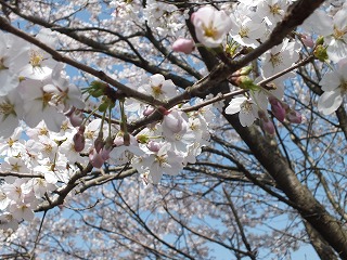 sakura