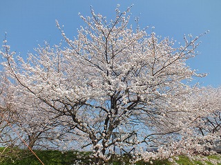 sakura