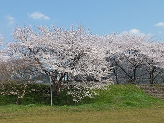 sakura