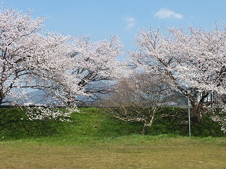 sakura