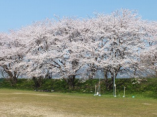 sakura