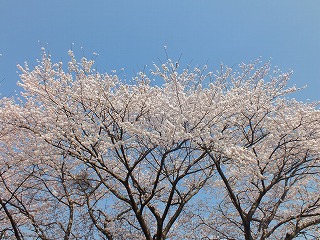 sakura