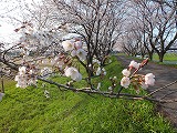 sakura